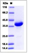 SDS-PAGE - Recombinant Human NRN1L protein (Fc Chimera) (AB276593)
