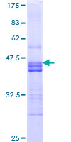Recombinant Human NRP2 protein