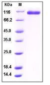 SDS-PAGE - Recombinant human NRP2 protein (Fc Chimera) (AB276305)