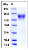 SDS-PAGE - Recombinant Human NRXN3 protein (His tag) (AB276438)