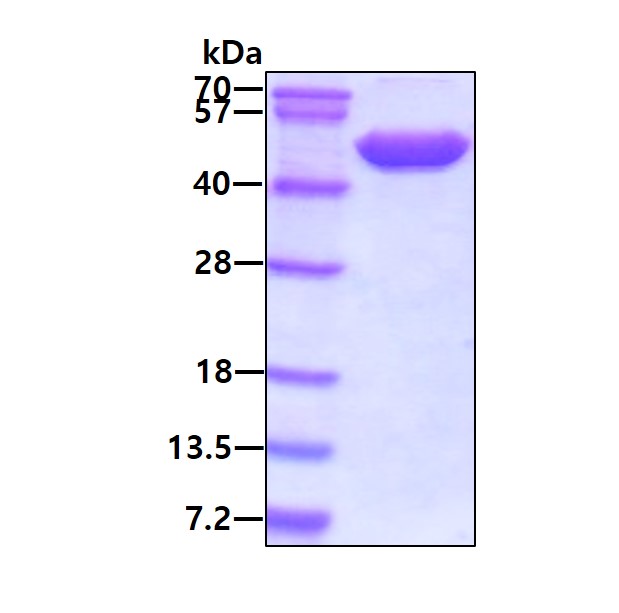 SDS-PAGE - Recombinant Human NSE protein (AB78797), expandable thumbnail