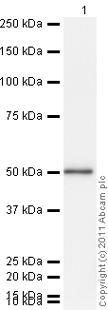 Western blot - Recombinant Human NSE protein (AB78797), expandable thumbnail
