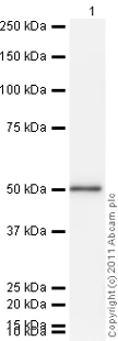 Western blot - Recombinant Human NSE protein (AB78797)