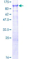 SDS-PAGE - Recombinant Human NSMase2 protein (GST tag N-Terminus) (AB112416)