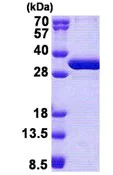 SDS-PAGE - Recombinant Human NSMCE1 protein (AB167918)