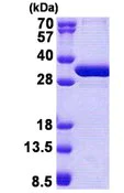 SDS-PAGE - Recombinant Human NSMCE1 protein (His tag N-Terminus) (AB167918)