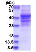 SDS-PAGE - Recombinant Human NSP 5 alpha 3 alpha protein (AB181917)