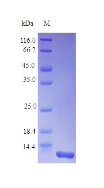 SDS-PAGE - Recombinant human NT-4 protein (Active) (AB242322)