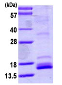 SDS-PAGE - Recombinant Human NT-4 protein (denatured) (AB113151), expandable thumbnail