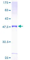 SDS-PAGE - Recombinant Human NT2NL protein (GST tag N-Terminus) (AB166418)