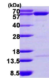 SDS-PAGE - Recombinant Human NT5C2 protein (His tag N-Terminus) (AB116147)