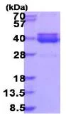 SDS-PAGE - Recombinant Human NT5C3L protein (AB187423)