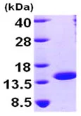 SDS-PAGE - Recombinant Human NTF2 protein (AB99139)