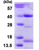 SDS-PAGE - Recombinant Human NTH1 protein (AB113607)