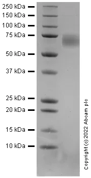 SDS-PAGE - Recombinant Human NTRK1 / TrkA Protein (Active) (AB288820)