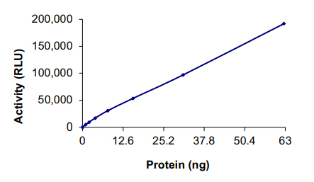 Recombinant human NUAK2 protein