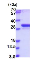 SDS-PAGE - Recombinant Human NUBP2 protein (His tag N-Terminus) (AB187482)