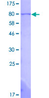 SDS-PAGE - Recombinant Human NUCB1 protein (GST tag N-Terminus) (AB132326)