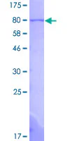 SDS-PAGE - Recombinant Human NUCB1 protein (GST tag N-Terminus) (AB132326)