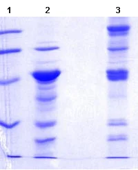 SDS-PAGE - Recombinant Human NUCB2 protein (AB101042)