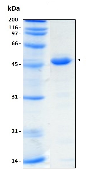 SDS-PAGE - Recombinant Human Nuclear respiratory factor 2 protein (His tag) (AB204765), expandable thumbnail