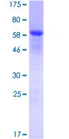 Recombinant Human Nucleophosmin protein
