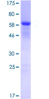 SDS-PAGE - Recombinant Human Nucleophosmin protein (GST tag N-Terminus) (AB114194)