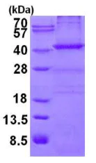 SDS-PAGE - Recombinant Human Nucleophosmin protein (His tag N-Terminus) (AB126664)