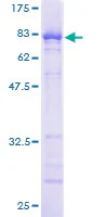 SDS-PAGE - Recombinant Human Nucleoporin p62/NUP62 protein (GST tag N-Terminus) (AB161728)