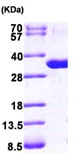 SDS-PAGE - Recombinant human Nucleoside phosphorylase protein (His tag N-Terminus) (AB101210)