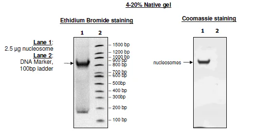 SDS-PAGE - Recombinant Human Nucleosome protein (Biotin) (His tag N-Terminus) (AB216216)