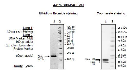 SDS-PAGE - Recombinant Human Nucleosome protein (Biotin) (His tag N-Terminus) (AB216216)