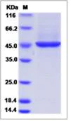 SDS-PAGE - Recombinant Human NUDC protein (His tag) (AB276635)