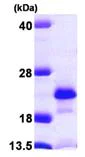 SDS-PAGE - Recombinant Human NUDT2 protein (AB103048)