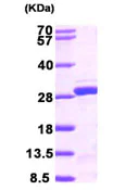 SDS-PAGE - Recombinant Human NUDT21/CFIM25 protein (His tag N-Terminus) (AB104669)