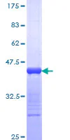 SDS-PAGE - Recombinant Human NuMA protein (GST tag N-Terminus) (AB114324)