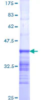 SDS-PAGE - Recombinant Human NUP214 protein (GST tag N-Terminus) (AB152837)