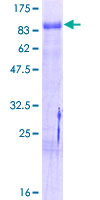 SDS-PAGE - Recombinant Human NUR77 protein (GST tag N-Terminus) (AB114315)