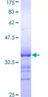 SDS-PAGE - Recombinant Human NUR77 protein (GST tag N-Terminus) (AB152448)