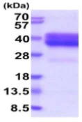 SDS-PAGE - Recombinant Human NXPH1 protein (His tag C-Terminus) (AB222981)