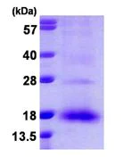 SDS-PAGE - Recombinant Human NXT1 protein (AB107147)