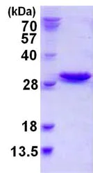 SDS-PAGE - Recombinant Human NXT2 protein (His tag N-Terminus) (AB123209)