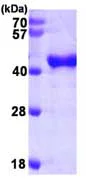 SDS-PAGE - Recombinant Human OAS1 protein (His tag N-Terminus) (AB87759)