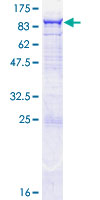 SDS-PAGE - Recombinant Human OAS2 protein (GST tag N-Terminus) (AB132656)