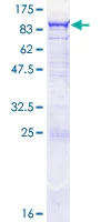 SDS-PAGE - Recombinant Human OAS2 protein (GST tag N-Terminus) (AB132656)