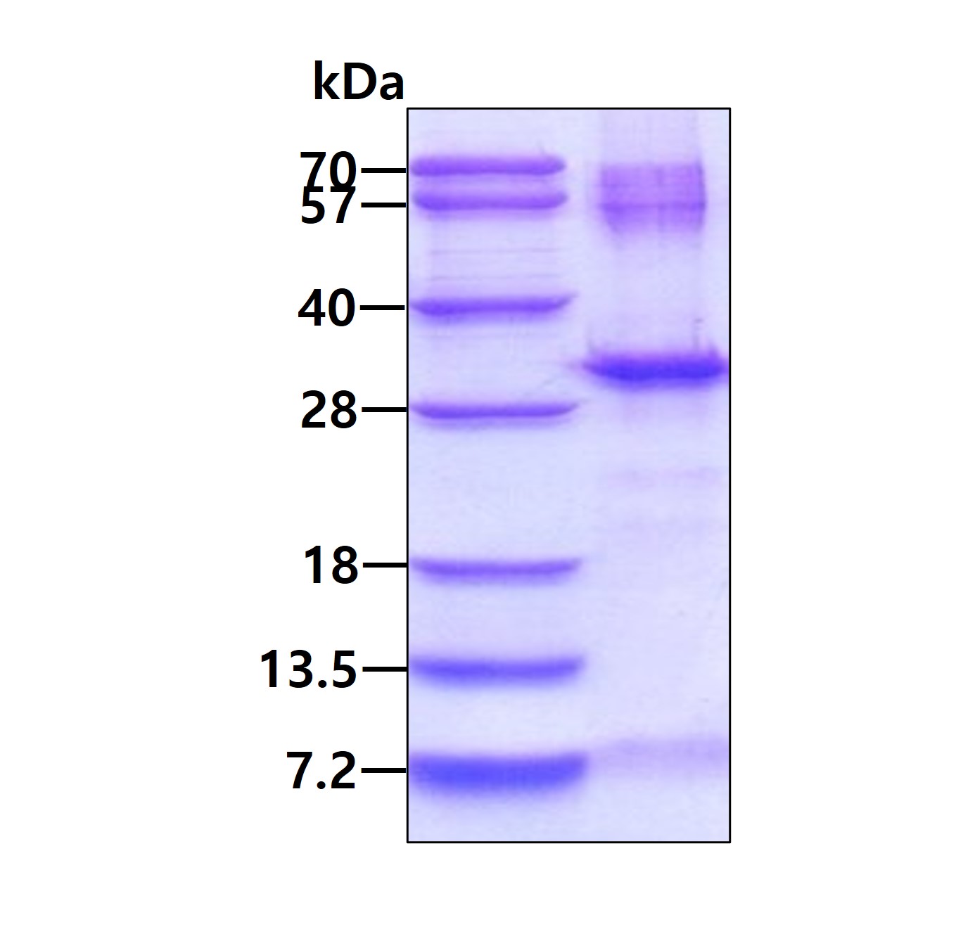 SDS-PAGE - Recombinant Human OAZ1 protein (AB131694), expandable thumbnail