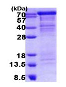 SDS-PAGE - Recombinant Human OB Cadherin protein (AB140587), expandable thumbnail