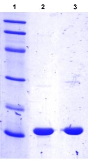 Recombinant Human OCM protein