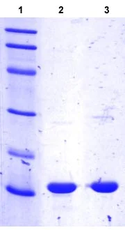 SDS-PAGE - Recombinant Human OCM protein (AB104164)