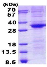 SDS-PAGE - Recombinant Human Oct4 protein (denatured) (His tag N-Terminus) (AB140060)